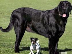 大狗最新爆料新闻报道